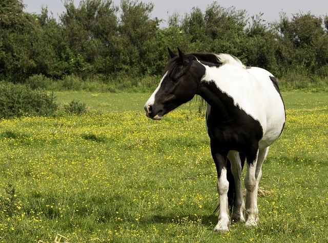 חוות סוסים בפראג